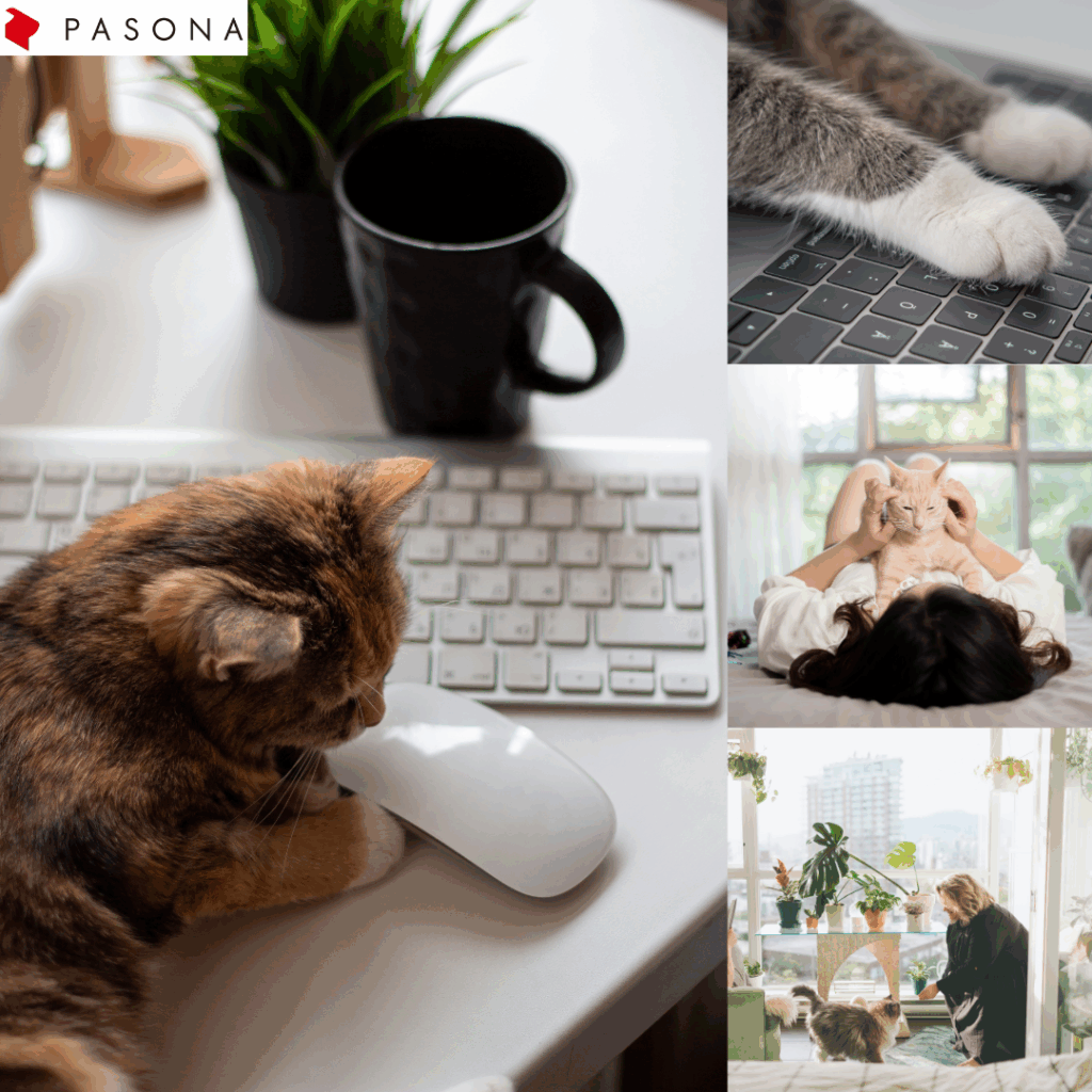 Cat lover
